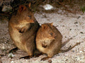 wallabies pademelons gravel1980s 1990s A4 Photo Print