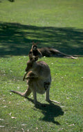 wallaby joey pouch 1980s 1990s A4 Photo Print