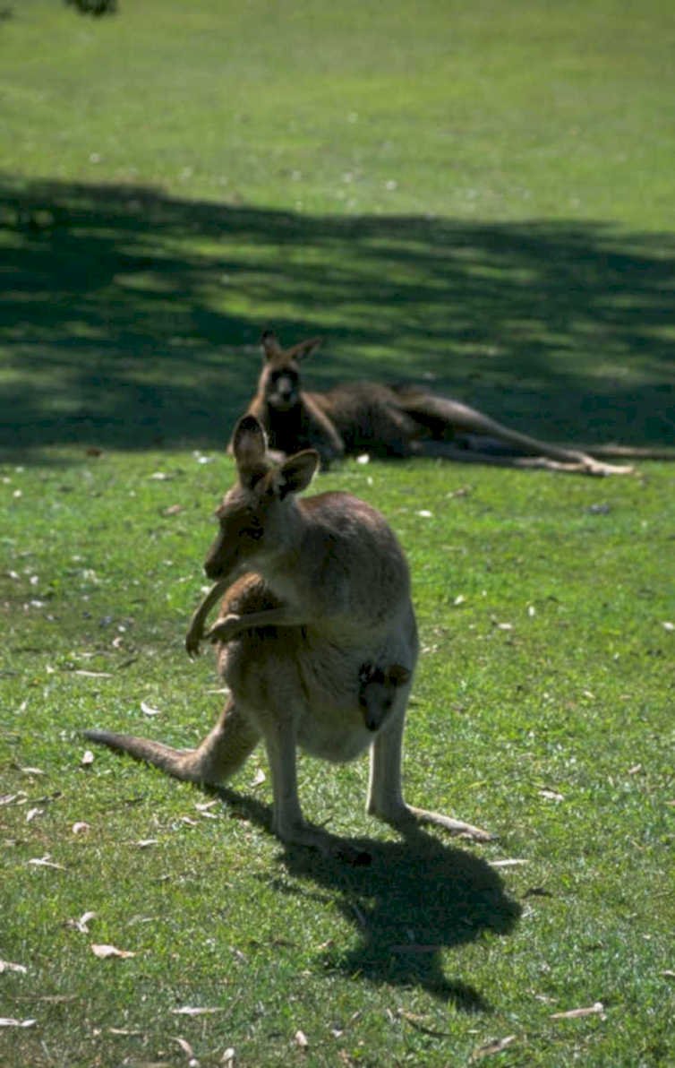 wallaby joey pouch 1980s 1990s A4 Photo Print
