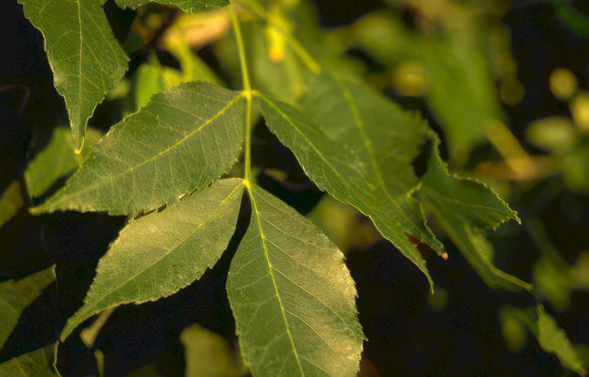 walnut leaves detail Vintage A4 Photo Print