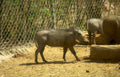 warthog enclosure sunny Vintage A4 Photo Print