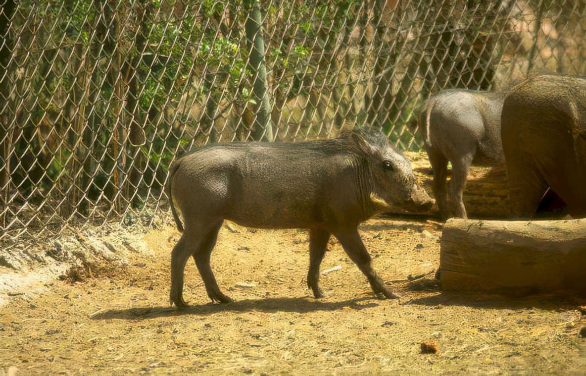 warthog enclosure sunny Vintage A4 Photo Print