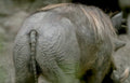warthog mud view Vintage A4 Photo Print