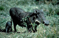 warthog piglet grassland1980s 1990s A4 Photo Print
