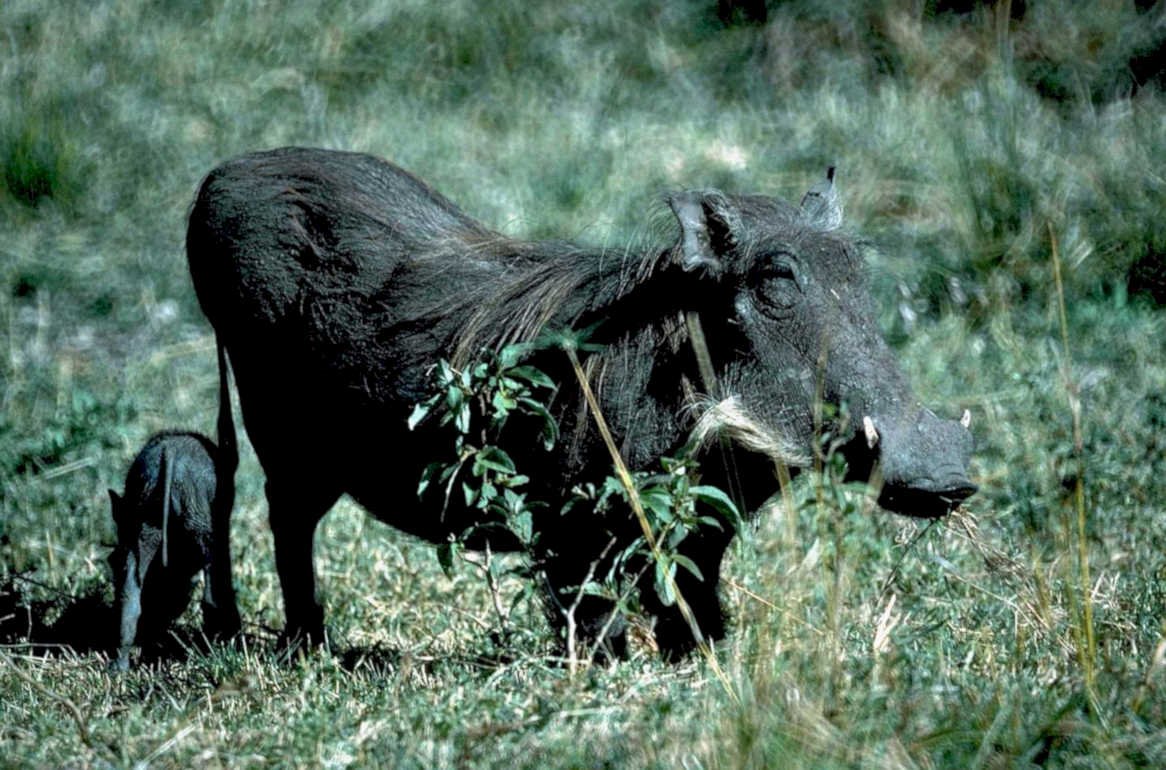 warthog piglet grassland1980s 1990s A4 Photo Print