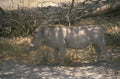 warthog savanna dusk 1980s 1990s A4 Photo Print