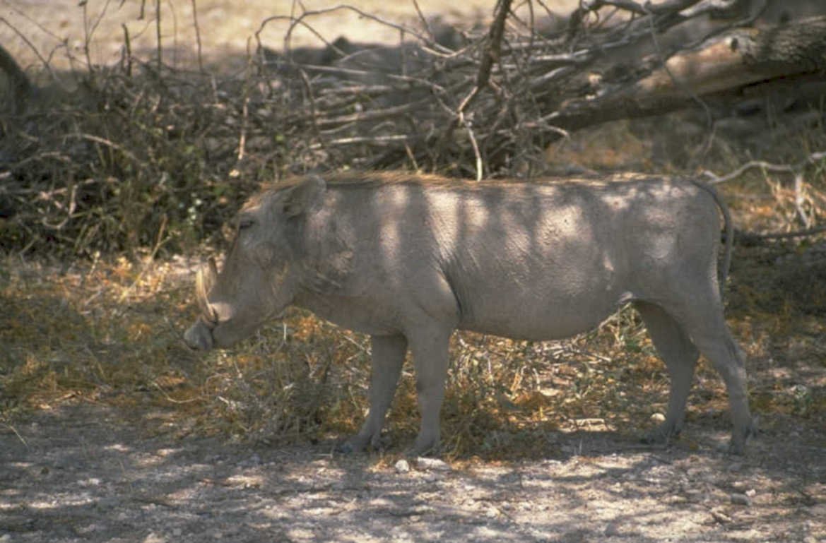 warthog savanna dusk 1980s 1990s A4 Photo Print