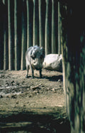 warthog savanna fence Vintage A4 Photo Print