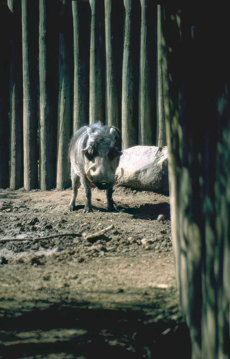 warthog savanna fence Vintage A4 Photo Print
