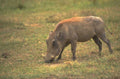 warthog savanna footprint 1980s 1990s A4 Photo Print