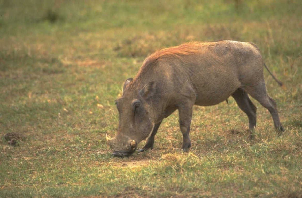 warthog savanna footprint 1980s 1990s A4 Photo Print