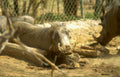 warthog zoo log Vintage A4 Photo Print