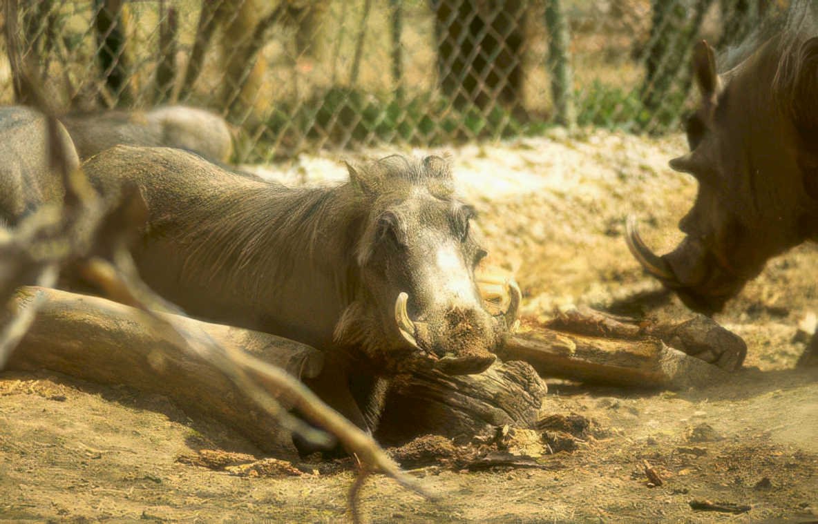 warthog zoo log Vintage A4 Photo Print