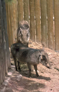 warthogs zoo fence Vintage A4 Photo Print