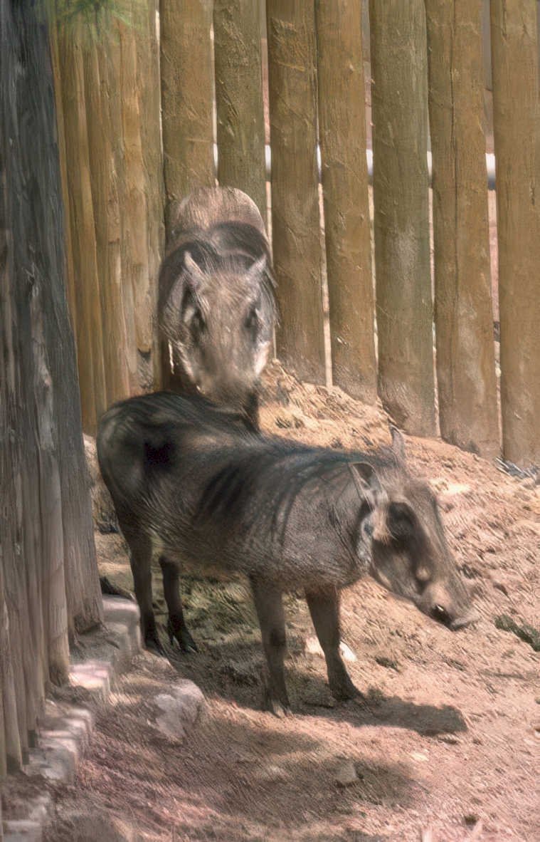 warthogs zoo fence Vintage A4 Photo Print