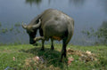 water buffalo berries 1980s 1990s A4 Photo Print