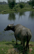 water buffalo canal 1980s 1990s A4 Photo Print