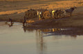 water buffalo cart 1980s 1990s A4 Photo Print