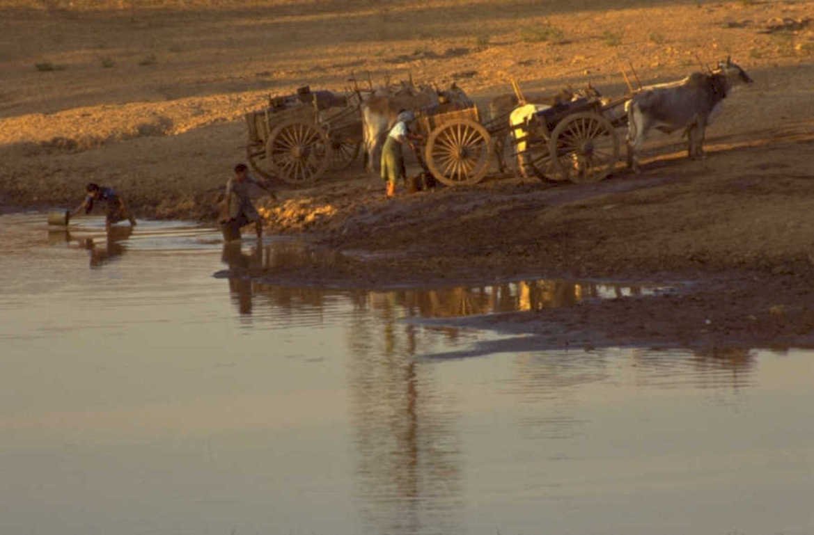 water buffalo cart 1980s 1990s A4 Photo Print
