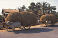 water buffalo carts 1980s 1990s A4 Photo Print