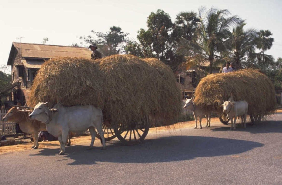 water buffalo carts 1980s 1990s A4 Photo Print
