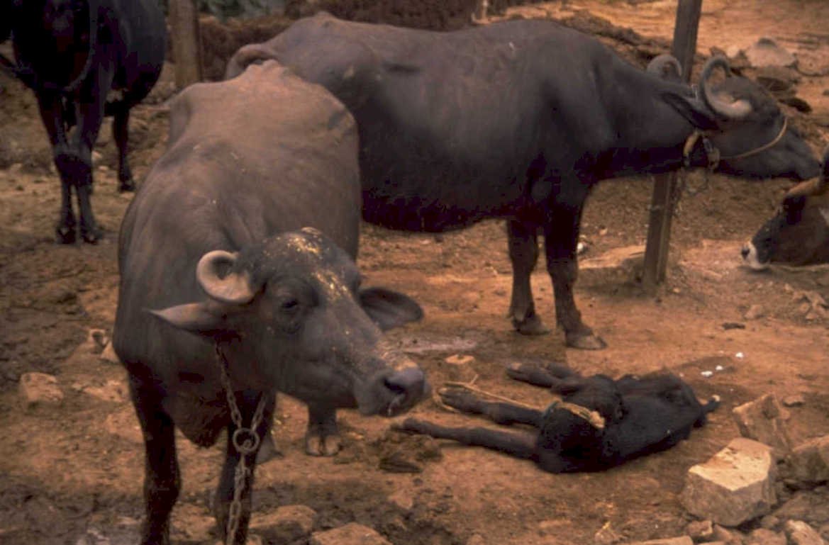 water buffalo herd 1980s 1990s A4 Photo Print