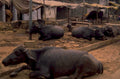 water buffalo india 1980s 1990s A4 Photo Print