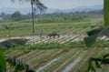 water buffalo plow 1980s 1990s A4 Photo Print