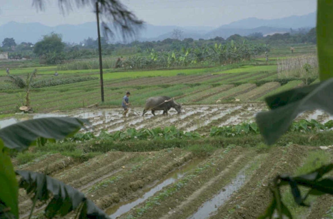 water buffalo plow 1980s 1990s A4 Photo Print
