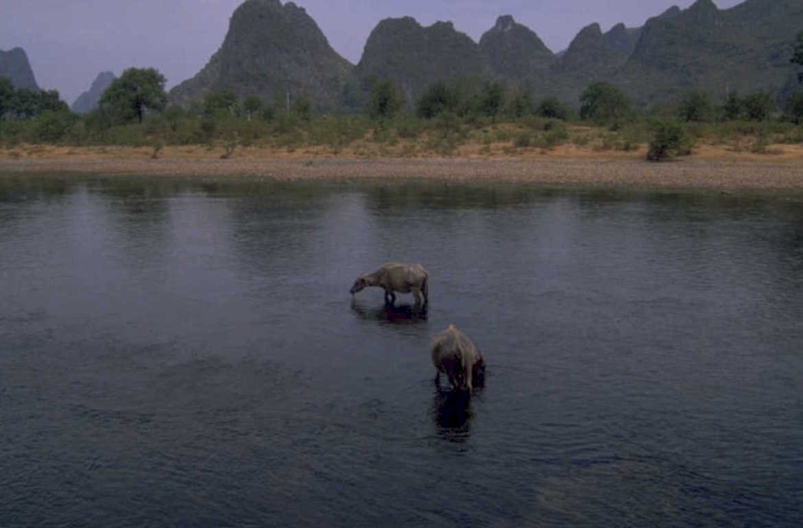 water buffalo river 1980s 1990s A4 Photo Print