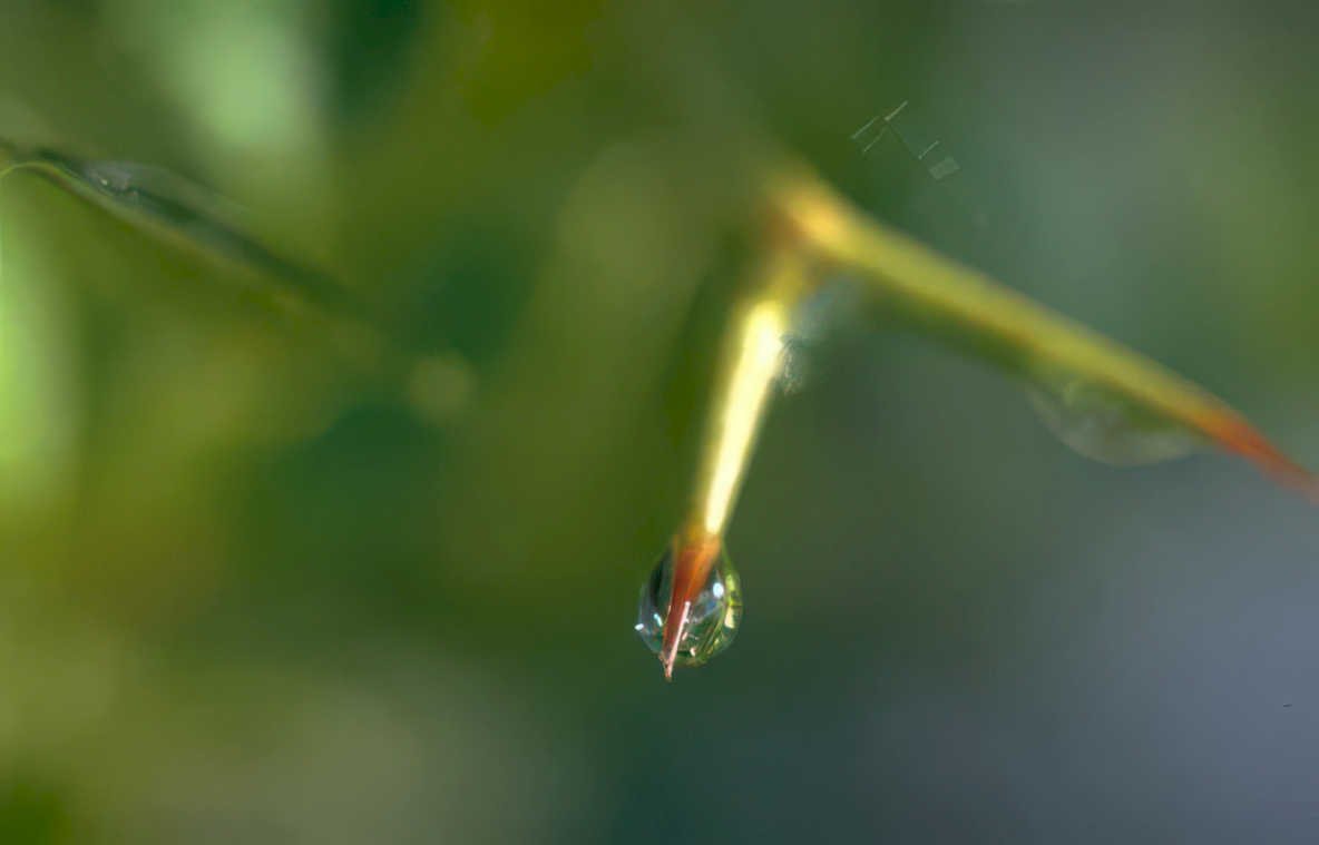 water droplet needle Vintage A4 Photo Print