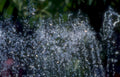 water droplets garden Vintage A4 Photo Print
