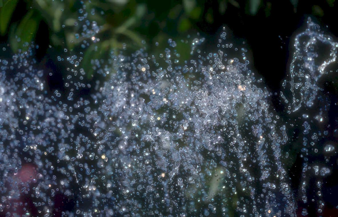 water droplets garden Vintage A4 Photo Print