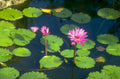water lilies flowers 1980s 1990s A4 Photo Print