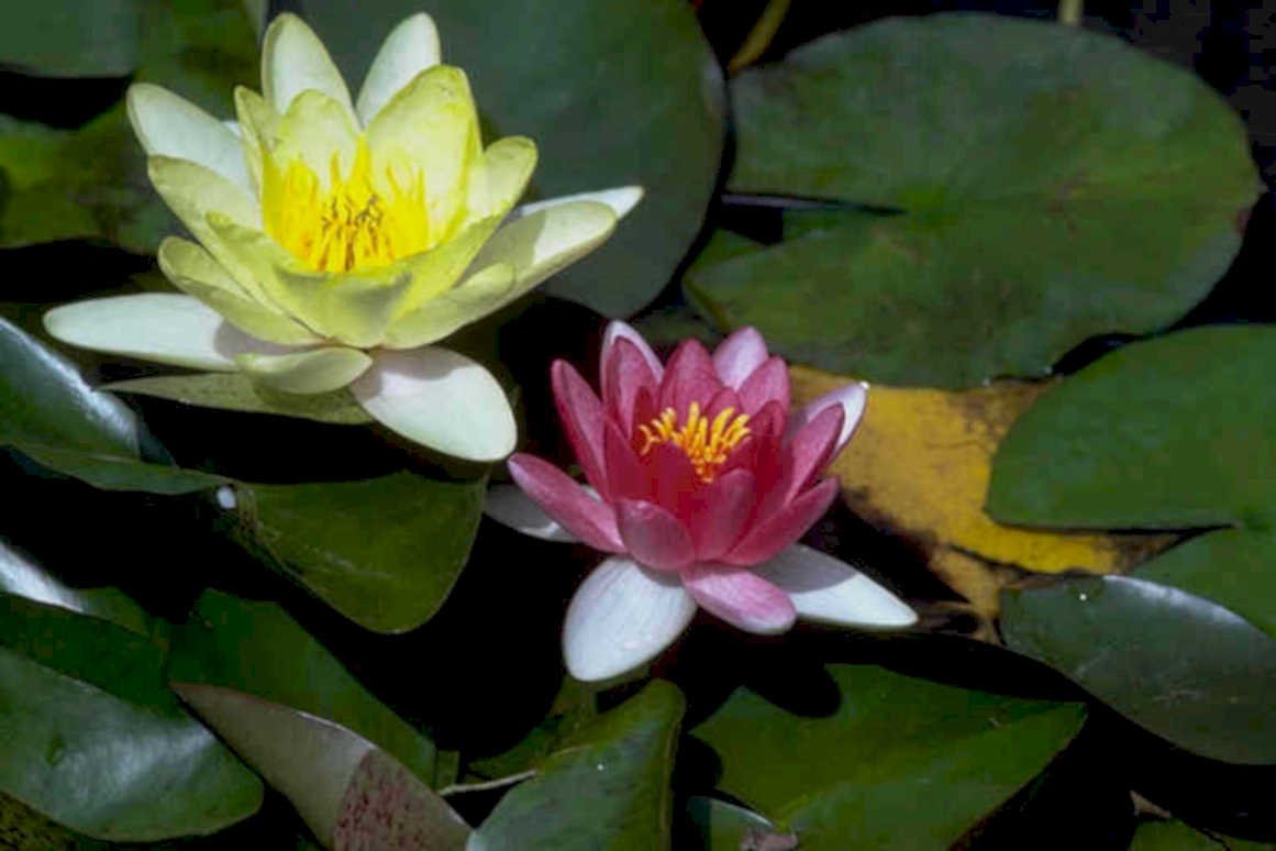 water lilies flowers1980s 1990s A4 Photo Print