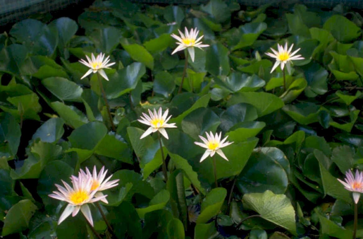 water lilies pond 1980s 1990s A4 Photo Print