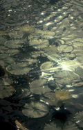 water lilies pond GIGA 2