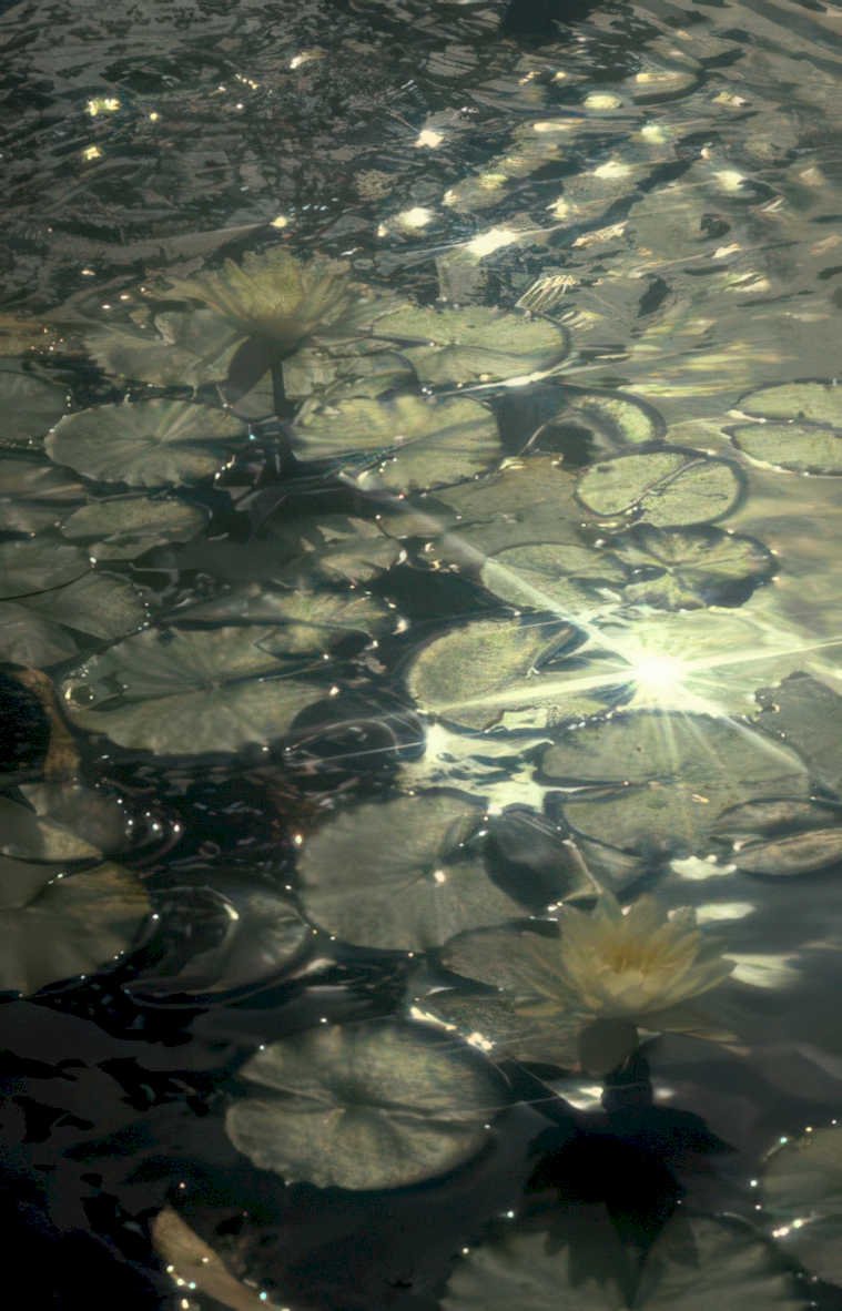 water lilies pond GIGA 2
