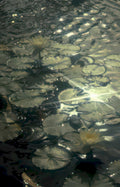 water lilies pond GIGA Vintage A4 Photo Print
