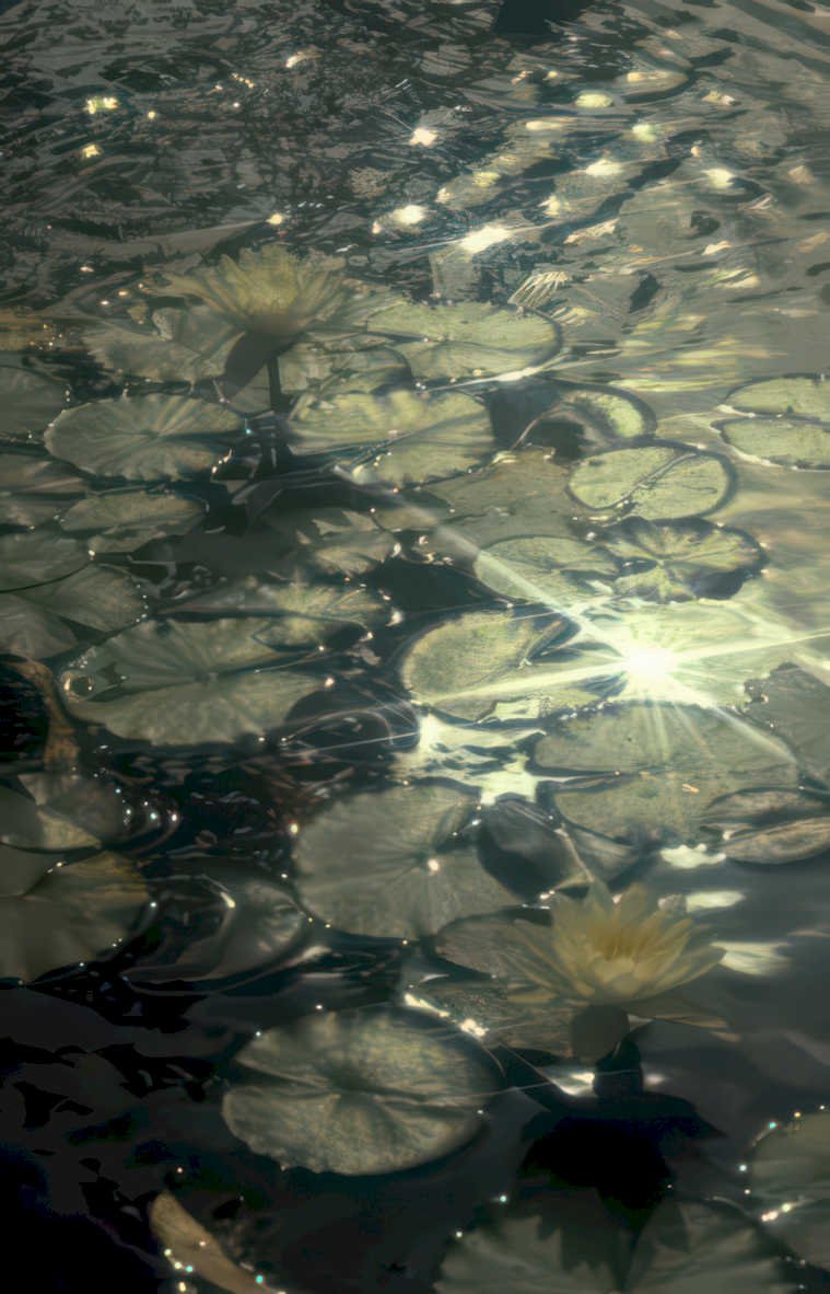 water lilies pond GIGA Vintage A4 Photo Print