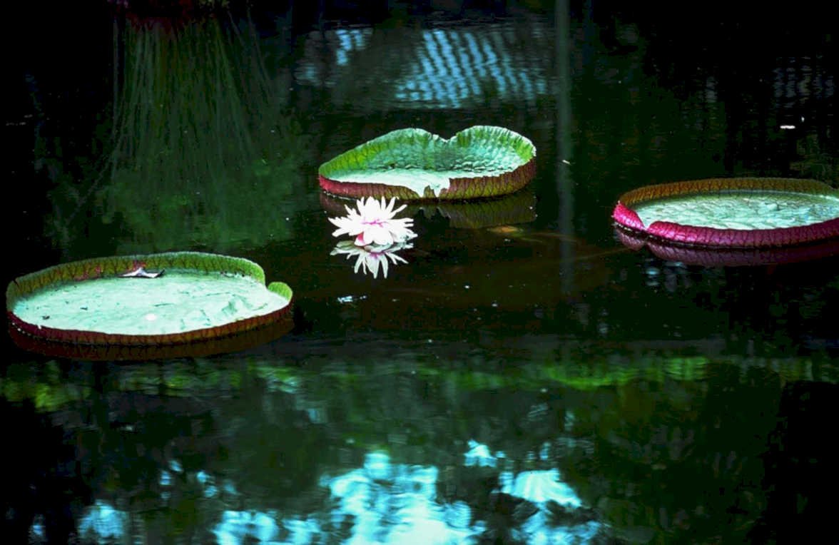 water lilies pond1980s 1990s A4 Photo Print