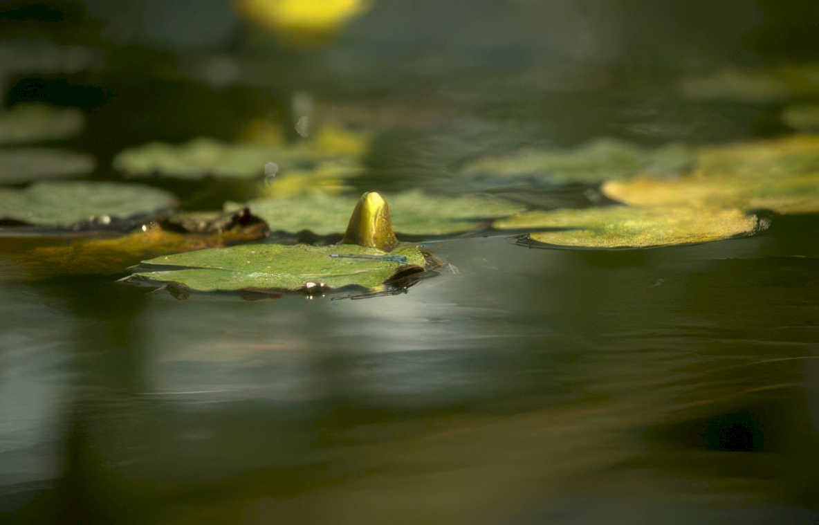 water lily bloom GIGA 2