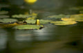 water lily bloom GIGA Vintage A4 Photo Print