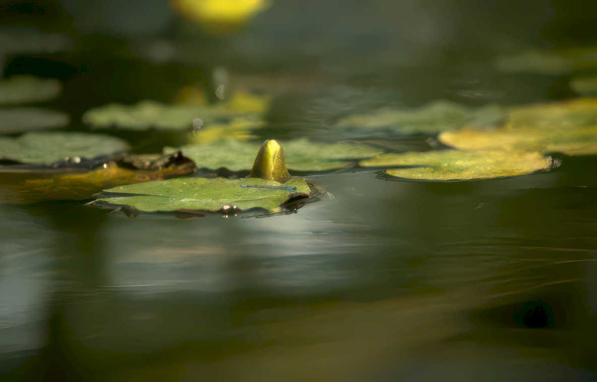 water lily bloom GIGA Vintage A4 Photo Print