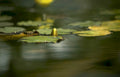 water lily bloom Vintage A4 Photo Print