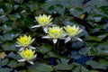 water lily bloom1980s 1990s A4 Photo Print