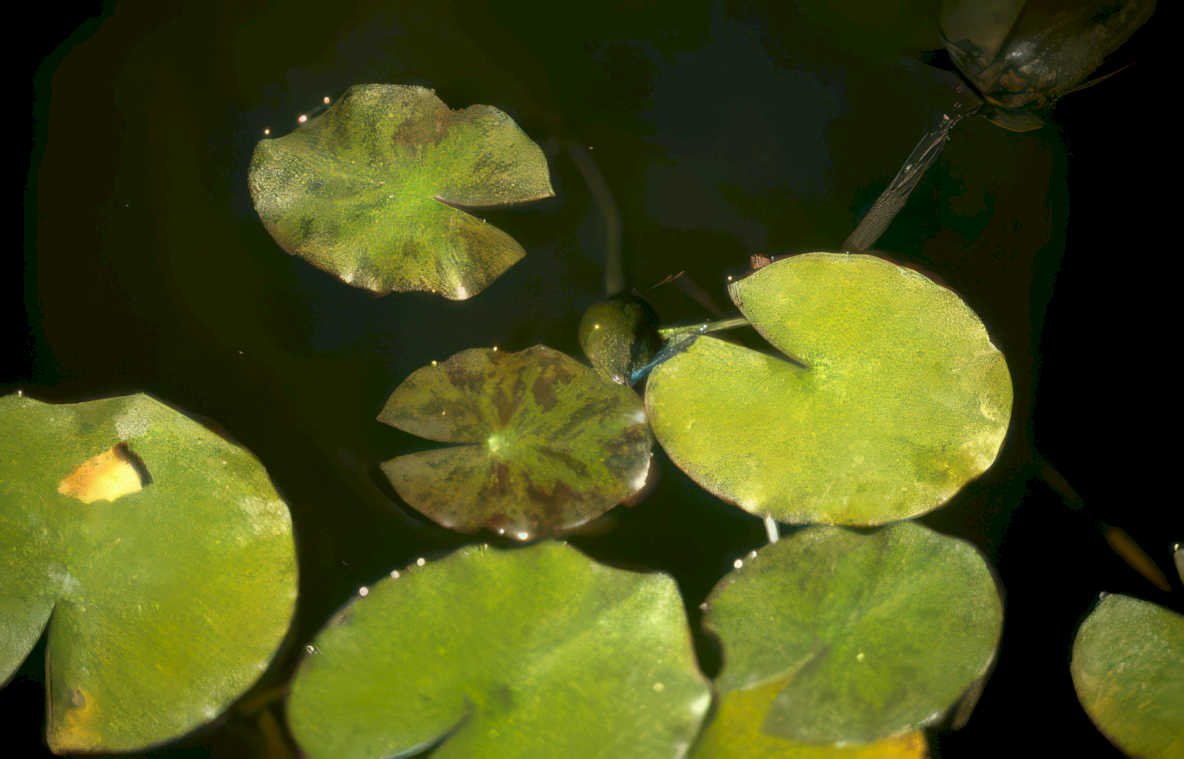 water lily buds GIGA Vintage A4 Photo Print