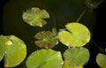 water lily buds Vintage A4 Photo Print
