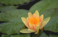 water lily flower GIGA 2