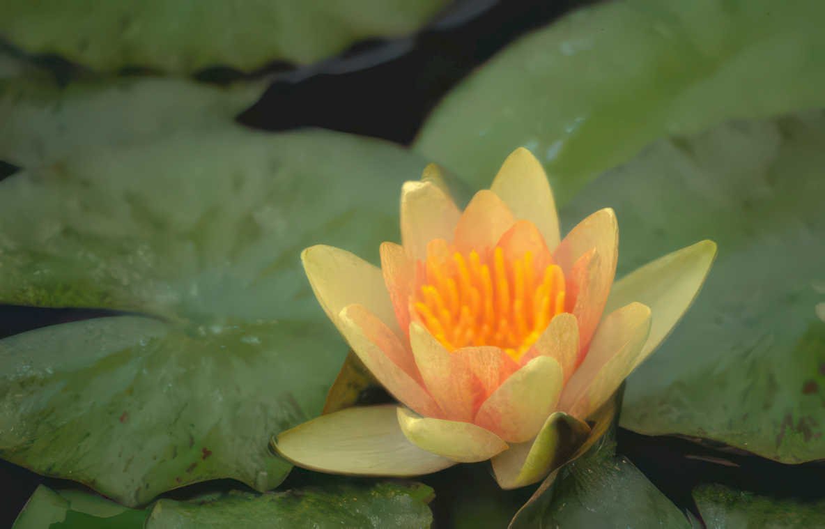 water lily flower GIGA Vintage A4 Photo Print